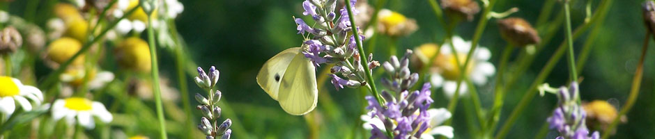 Cabbage White on Lavender